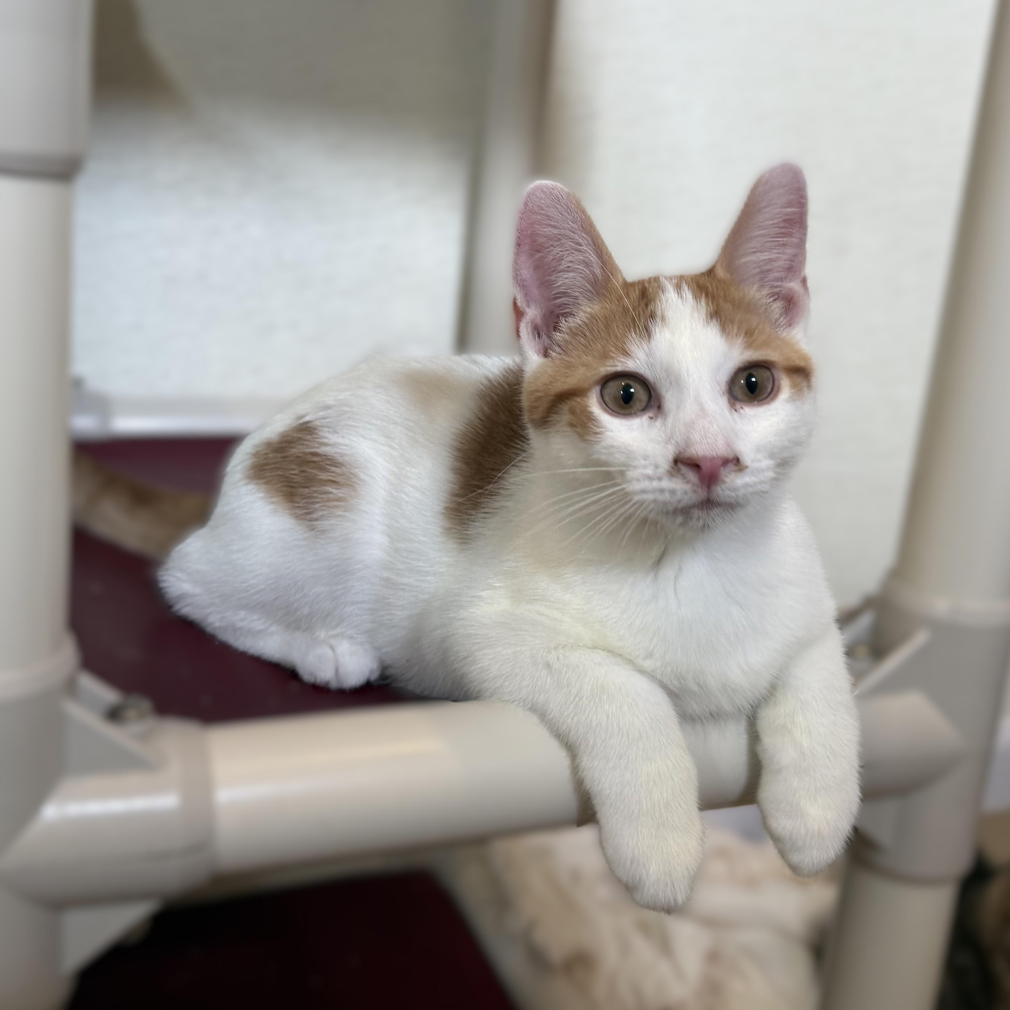 Enlarge SQUILL, a Adoptable Domestic Short Hair in La Crescent, MN image 1/5