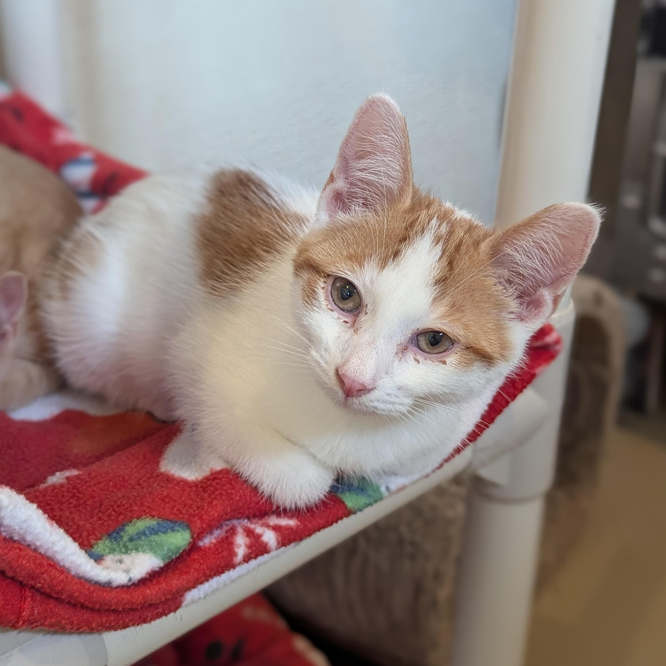 Enlarge SQUILL, a Adoptable Domestic Short Hair in La Crescent, MN image 2/5