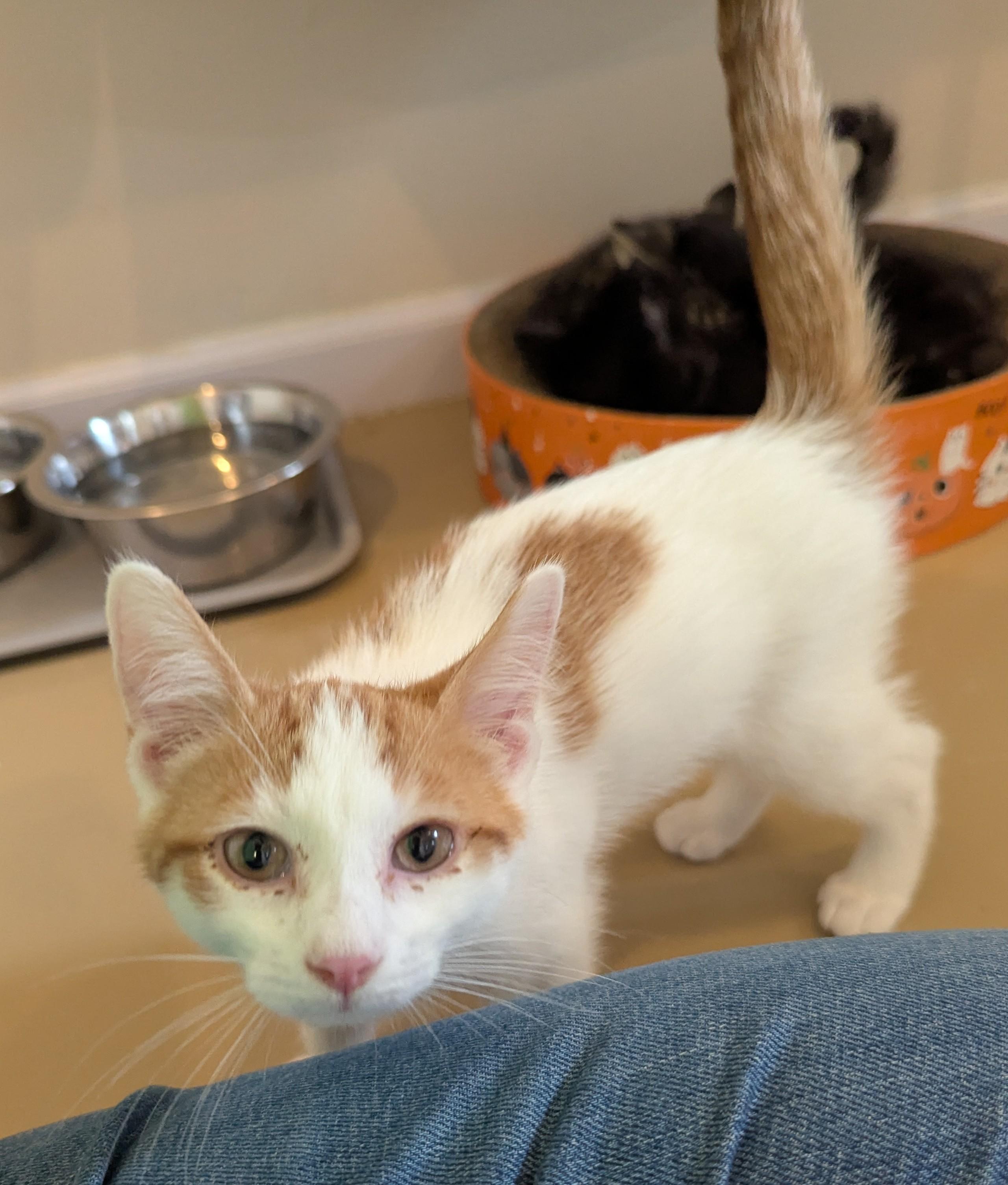 Enlarge SQUILL, a Adoptable Domestic Short Hair in La Crescent, MN image 4/5