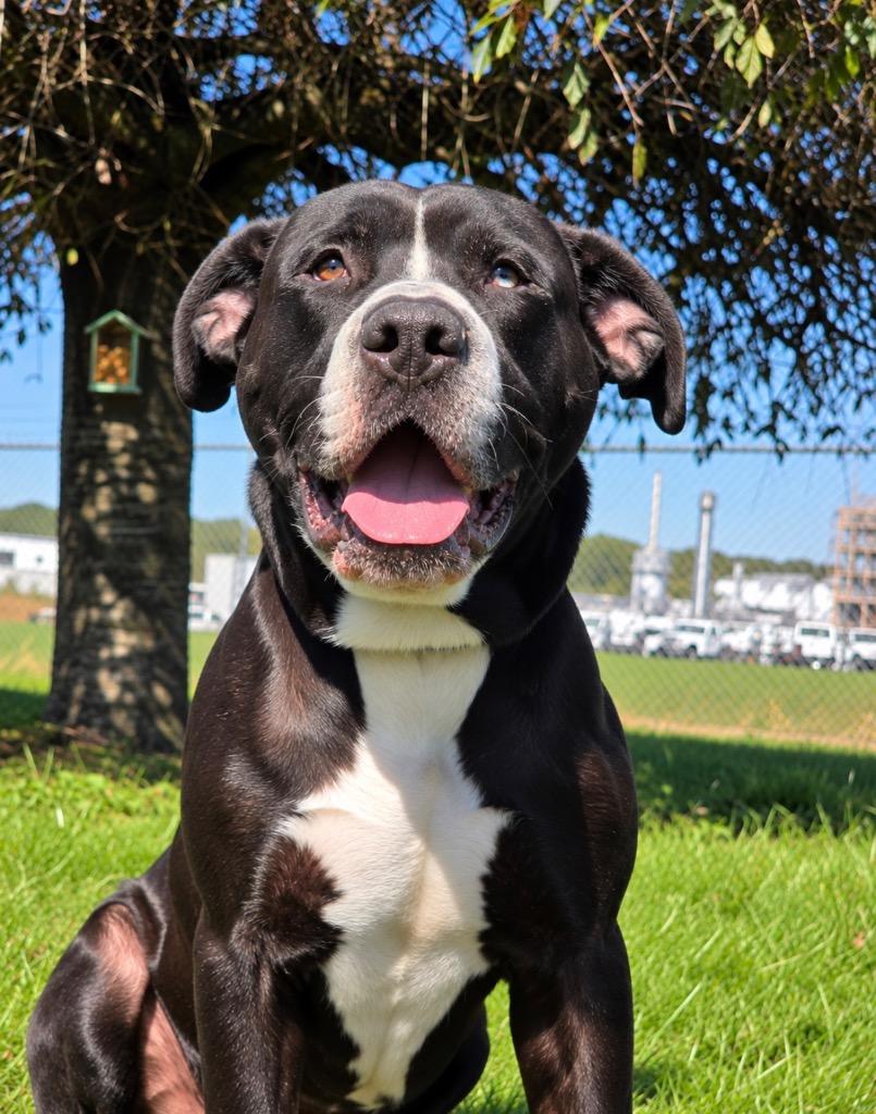 Enlarge Andre, a Adoptable Mastiff in Huntington, IN image 1/1