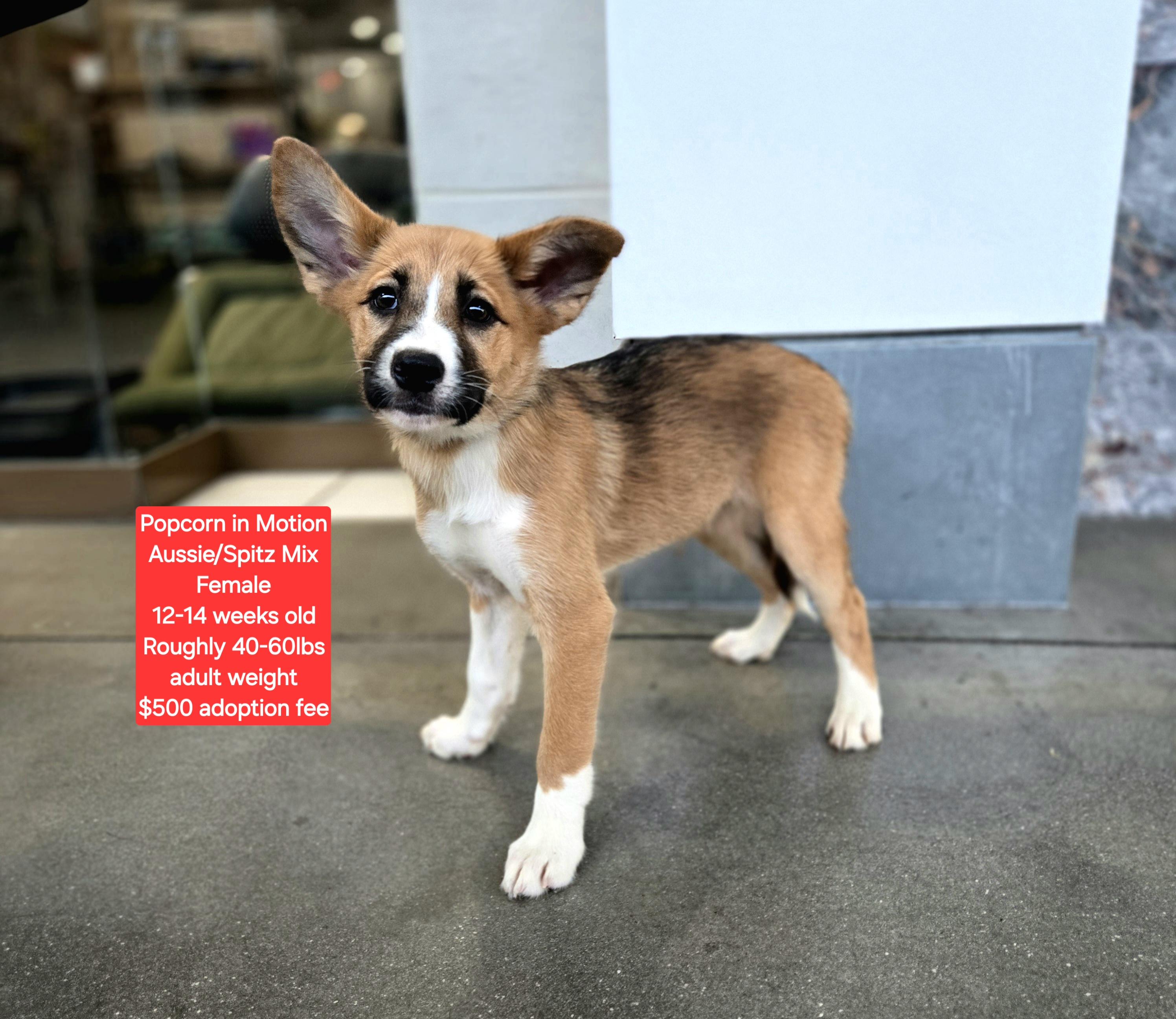Popcorn in Motion, an adoptable Australian Shepherd, Spitz in Oviedo, FL, 32762 | Photo Image 1
