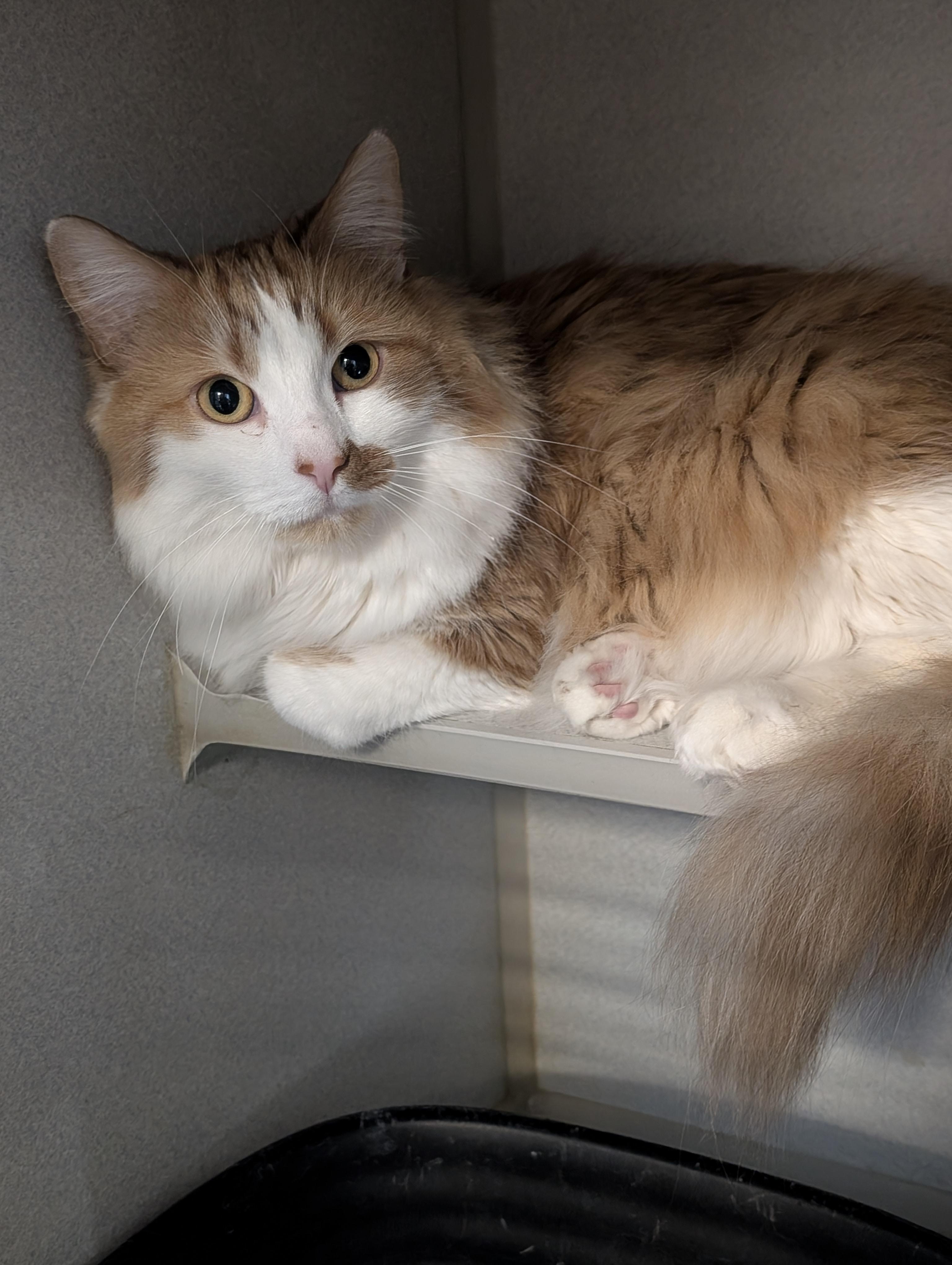 Cooper, ADOPTABLE, Adult Male Domestic Long Hair.