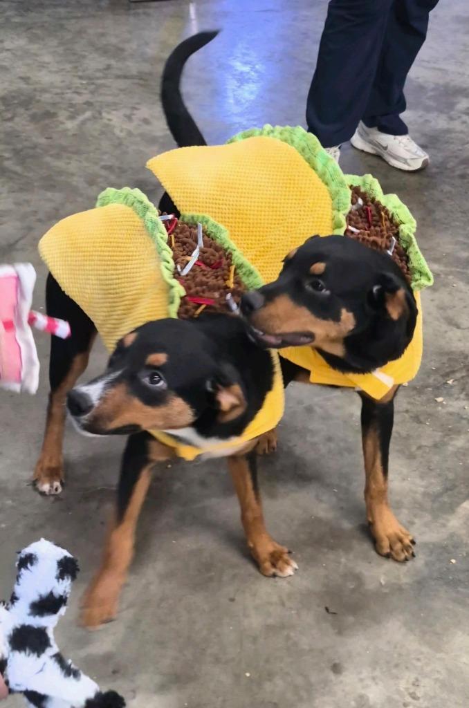 Enlarge Dog Kennel #33 Ceasar Jr., a Adoptable mixed breed in Greenville, TX image 2/6