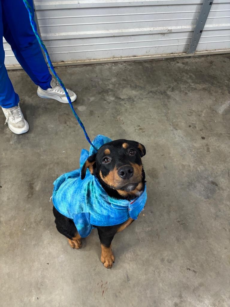 Enlarge Dog Kennel #33 Ceasar Jr., a Adoptable mixed breed in Greenville, TX image 4/6