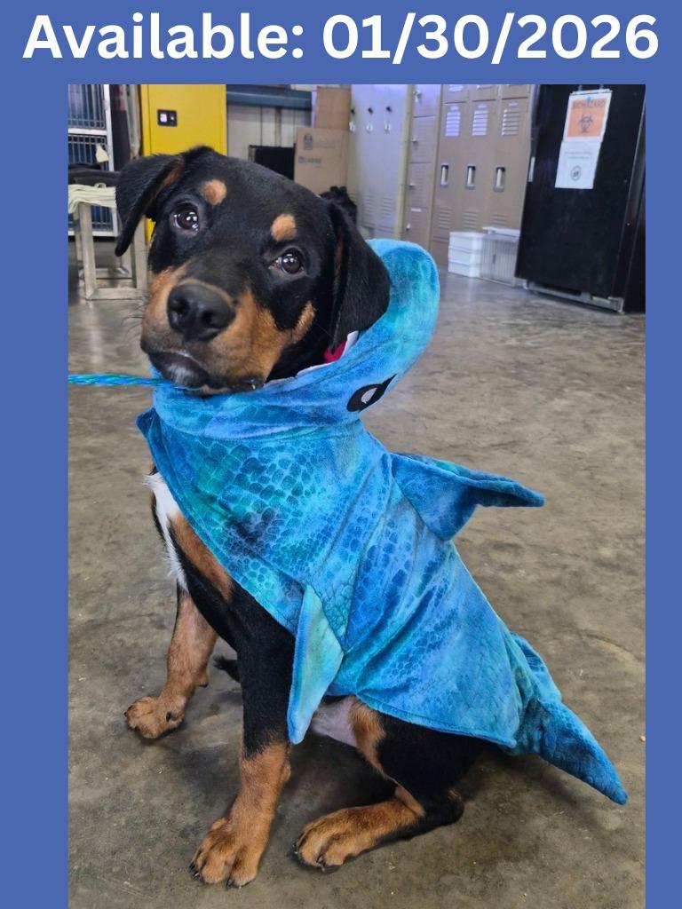 Enlarge Dog Kennel #33 Ceasar Jr., a Adoptable mixed breed in Greenville, TX image 6/6