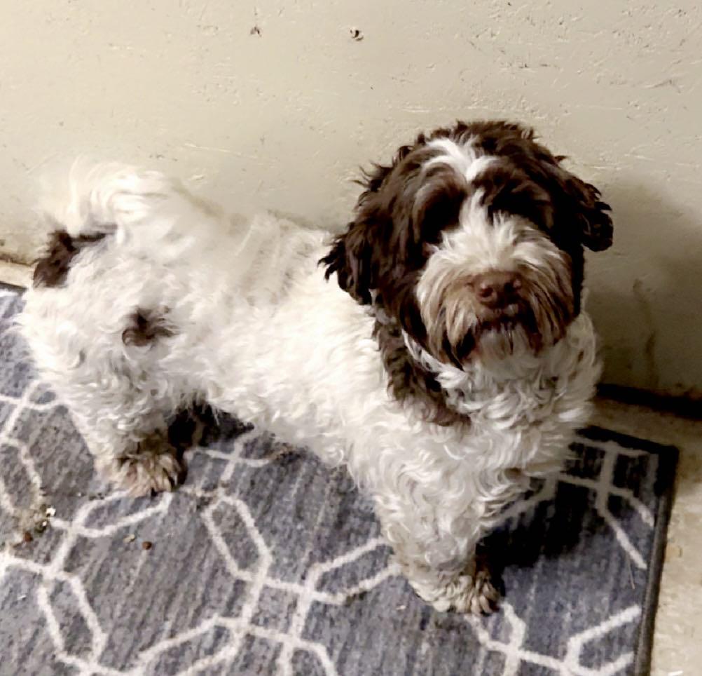 Bingsley and Barney, Adopted, Adult Male Havanese.
