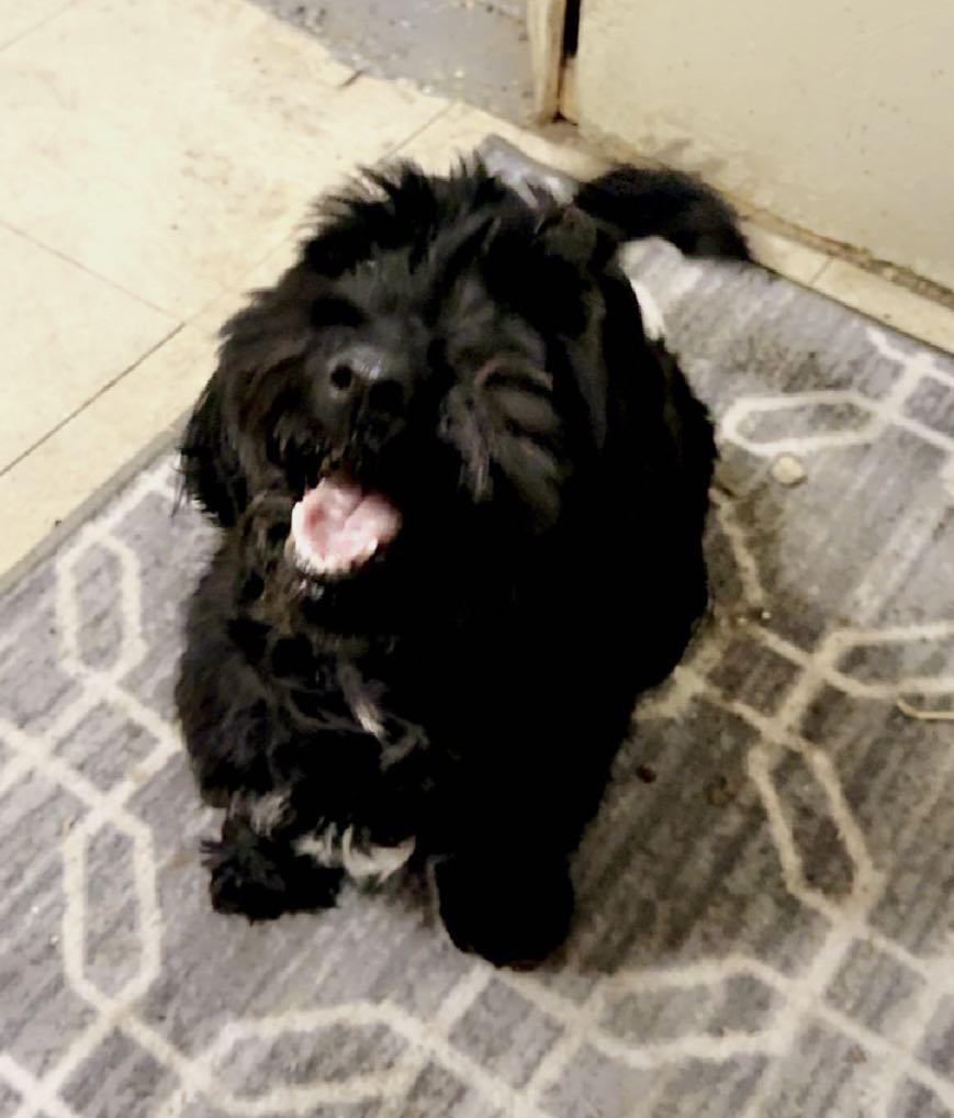 Enlarge Bingsley and Barney, a Adopted Havanese in Cando, ND image 2/3