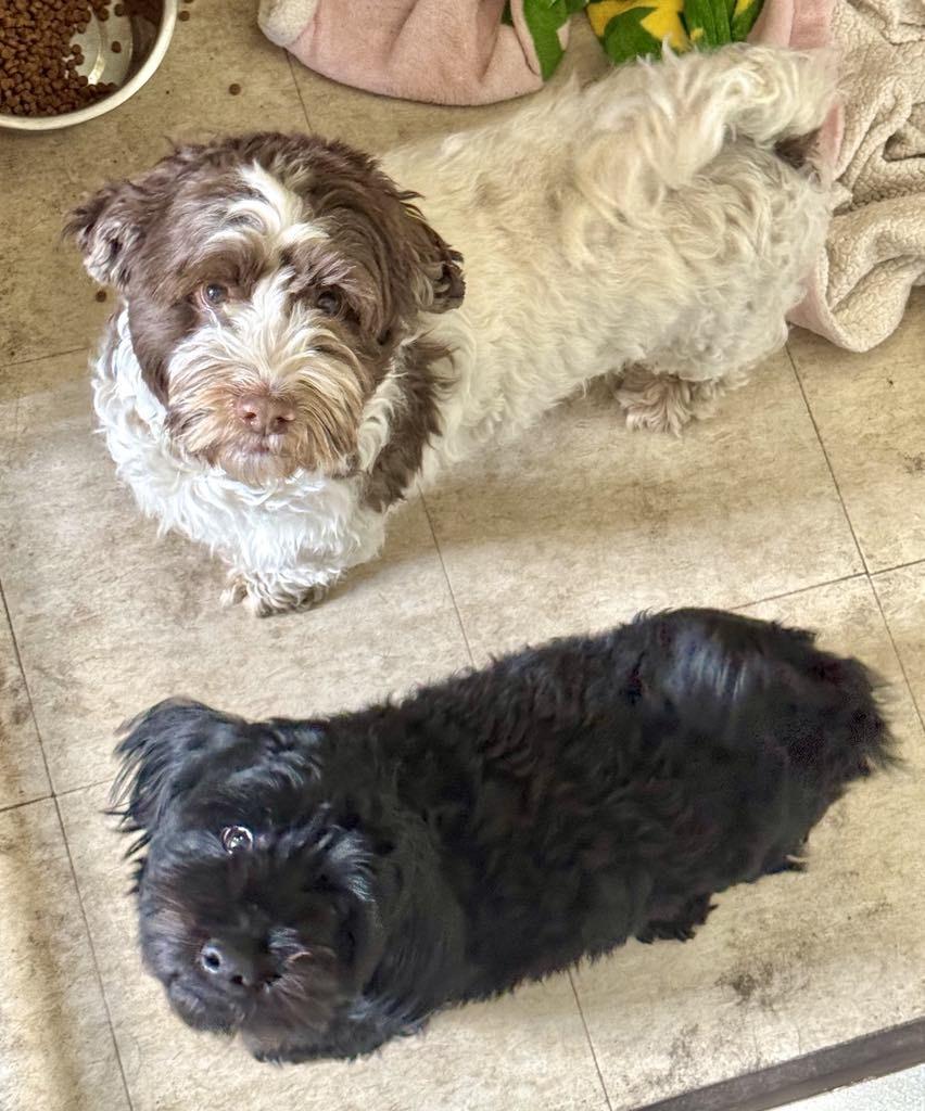 Enlarge Bingsley and Barney, a Adopted Havanese in Cando, ND image 3/3