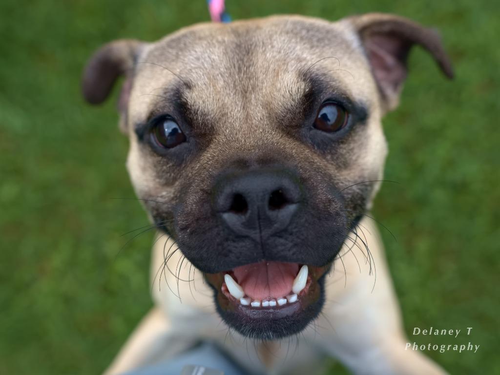 Marcos, Adoptable, Young Male English Bulldog & Pug.