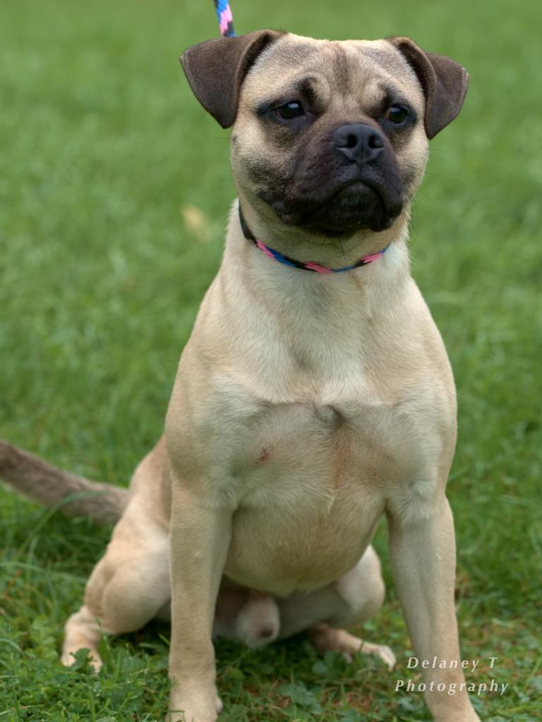 Enlarge Marcos, a Adoptable mixed breed in Shorewood, IL image 2/5