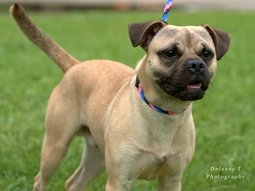 Enlarge Marcos, a Adoptable mixed breed in Shorewood, IL image 3/5
