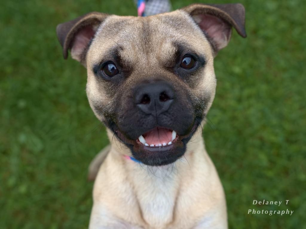 Enlarge Marcos, a Adoptable mixed breed in Shorewood, IL image 4/5