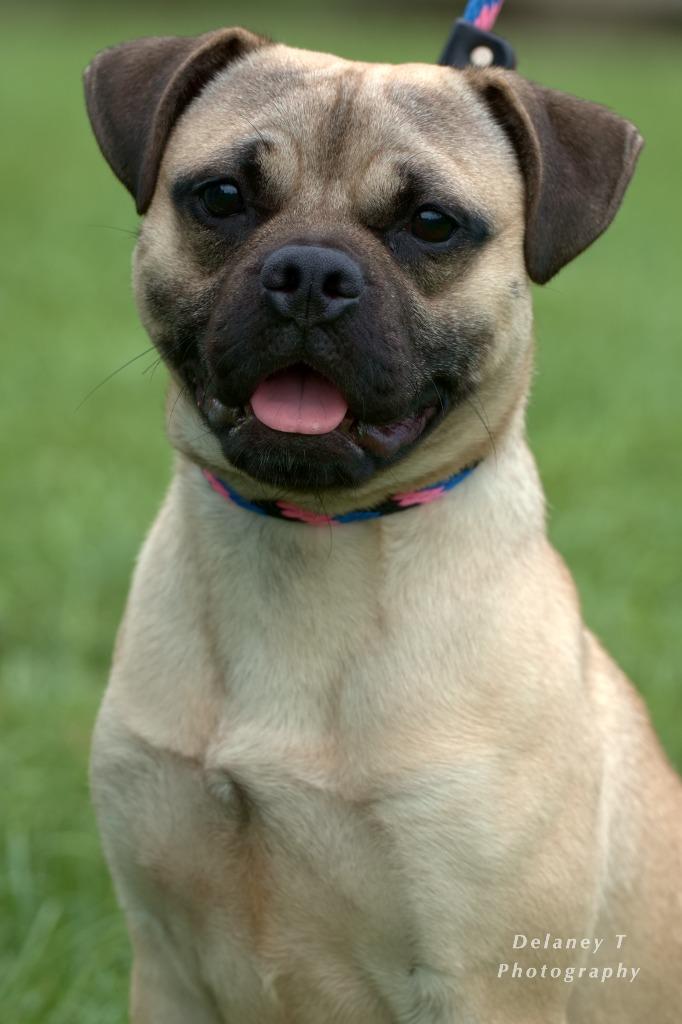 Enlarge Marcos, a Adoptable mixed breed in Shorewood, IL image 5/5