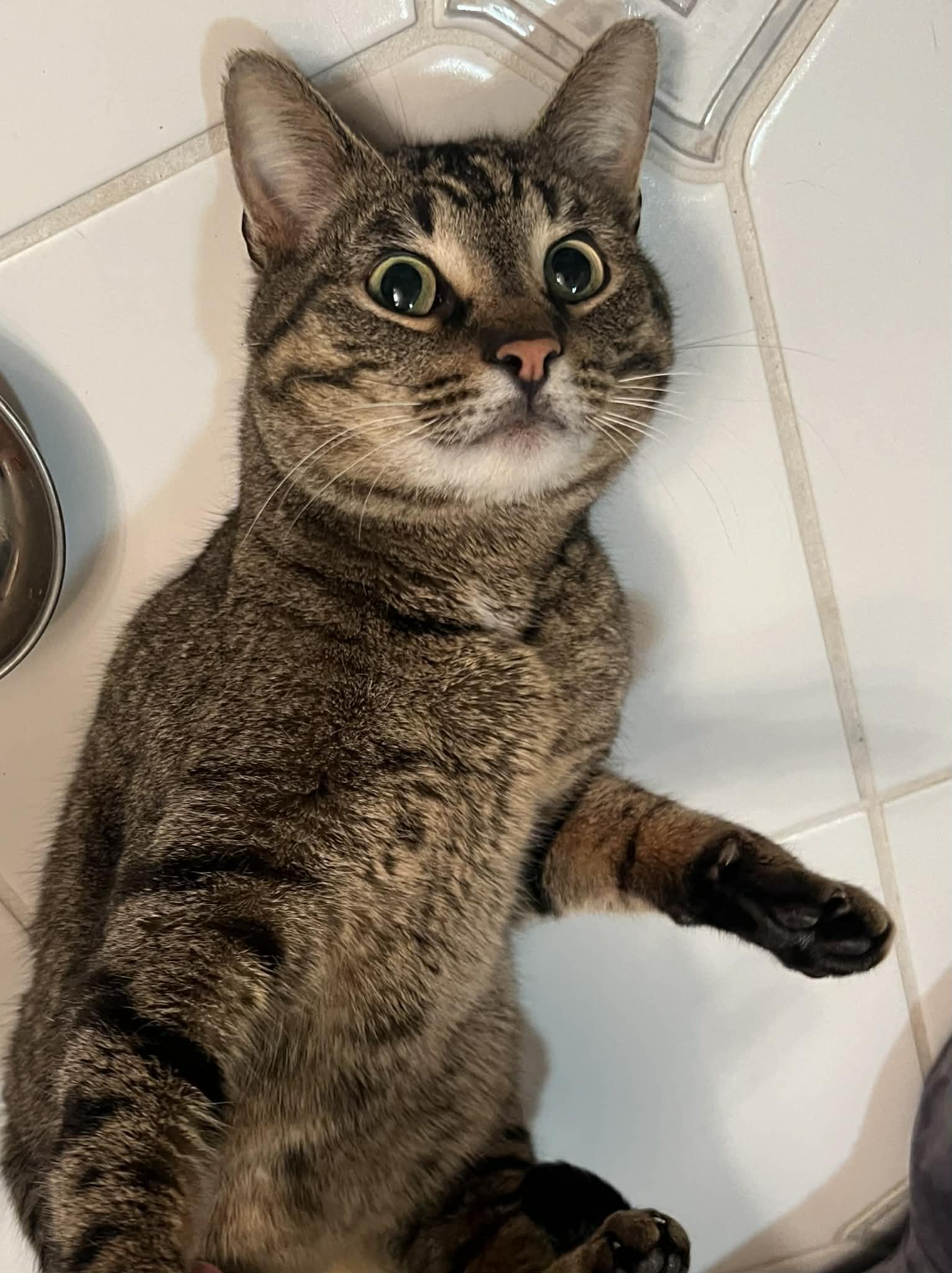 Enlarge Crab Rangoon , a ADOPTABLE Tiger in West Lafayette, IN image 3/4