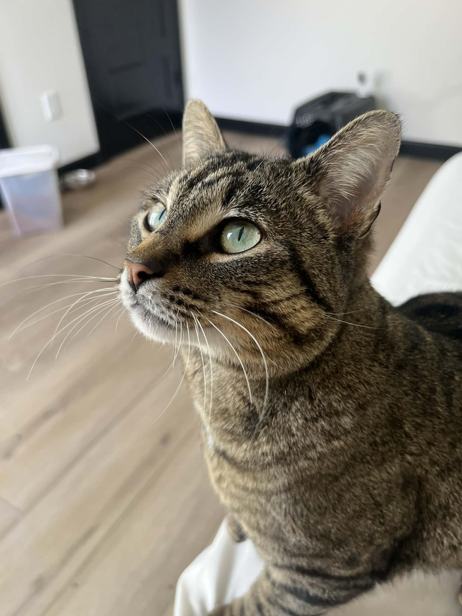 Crab Rangoon , ADOPTABLE, Young Male Tiger.