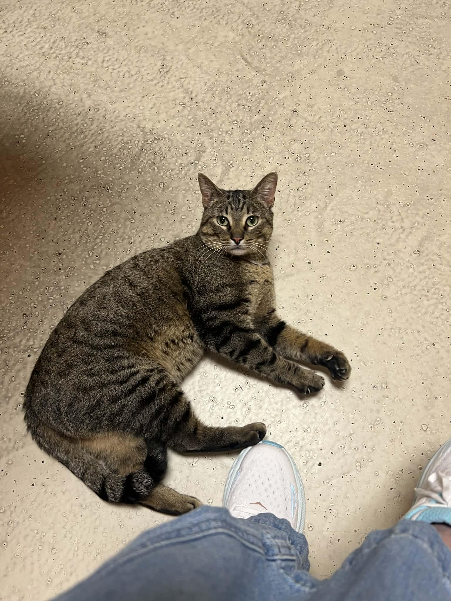 Enlarge Crab Rangoon , a ADOPTABLE Tiger in West Lafayette, IN image 2/4