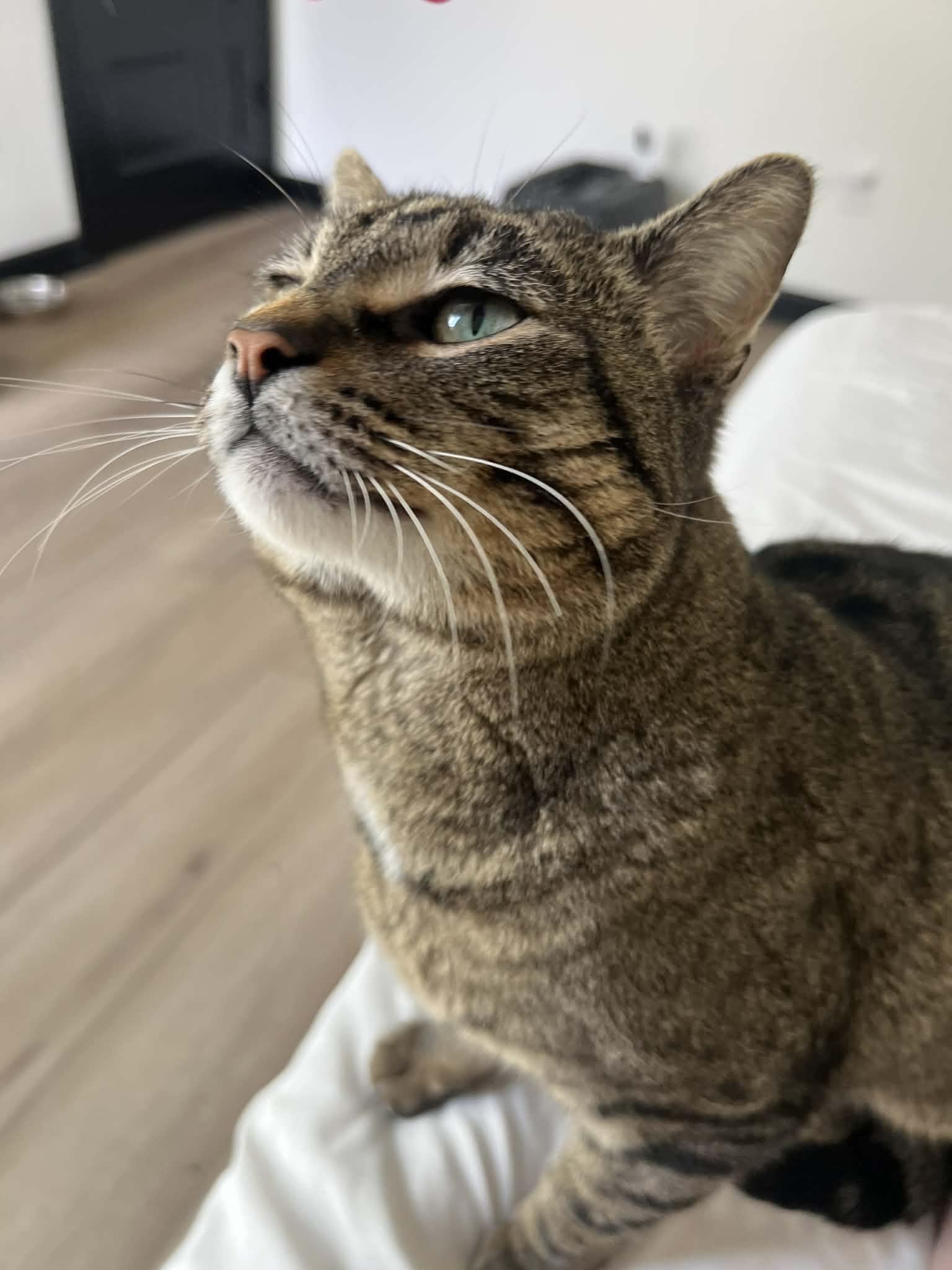 Enlarge Crab Rangoon , a ADOPTABLE Tiger in West Lafayette, IN image 4/4