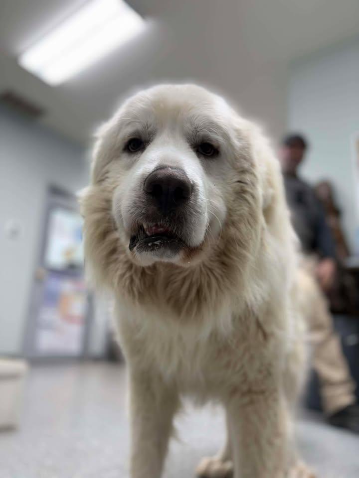 Enlarge Leo, a Adoptable Great Pyrenees in Croydon, NH image 1/3
