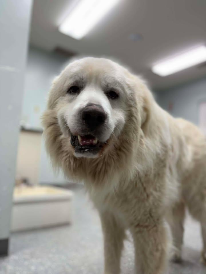 Enlarge Leo, a Adoptable Great Pyrenees in Croydon, NH image 2/3