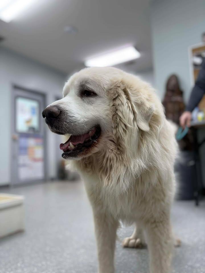 Enlarge Leo, a Adoptable Great Pyrenees in Croydon, NH image 3/3