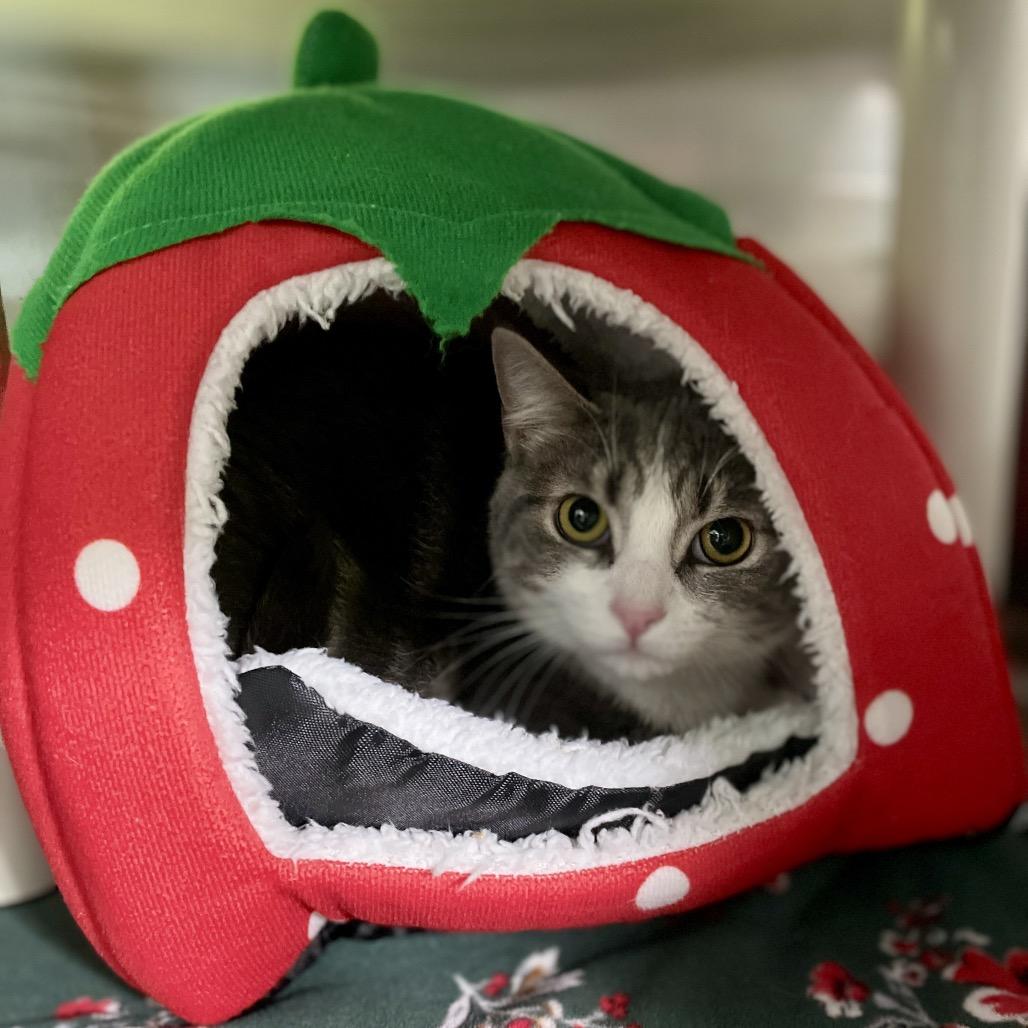 Scout, Adoptable, Young Female Domestic Short Hair.