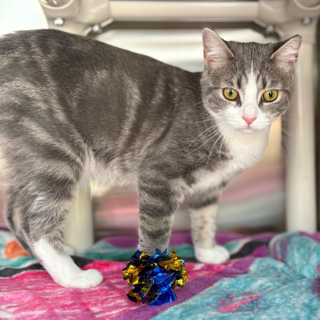 Enlarge Scout, a Adoptable Domestic Short Hair in New Fairfield, CT image 2/6