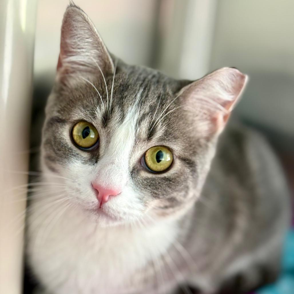 Enlarge Scout, a Adoptable Domestic Short Hair in New Fairfield, CT image 3/6