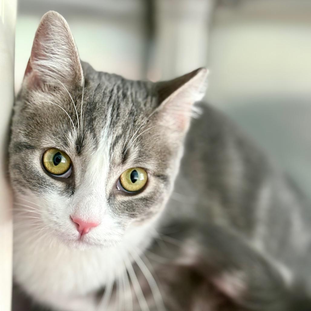Enlarge Scout, a Adoptable Domestic Short Hair in New Fairfield, CT image 4/6