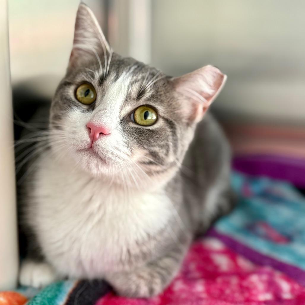 Enlarge Scout, a Adoptable Domestic Short Hair in New Fairfield, CT image 5/6