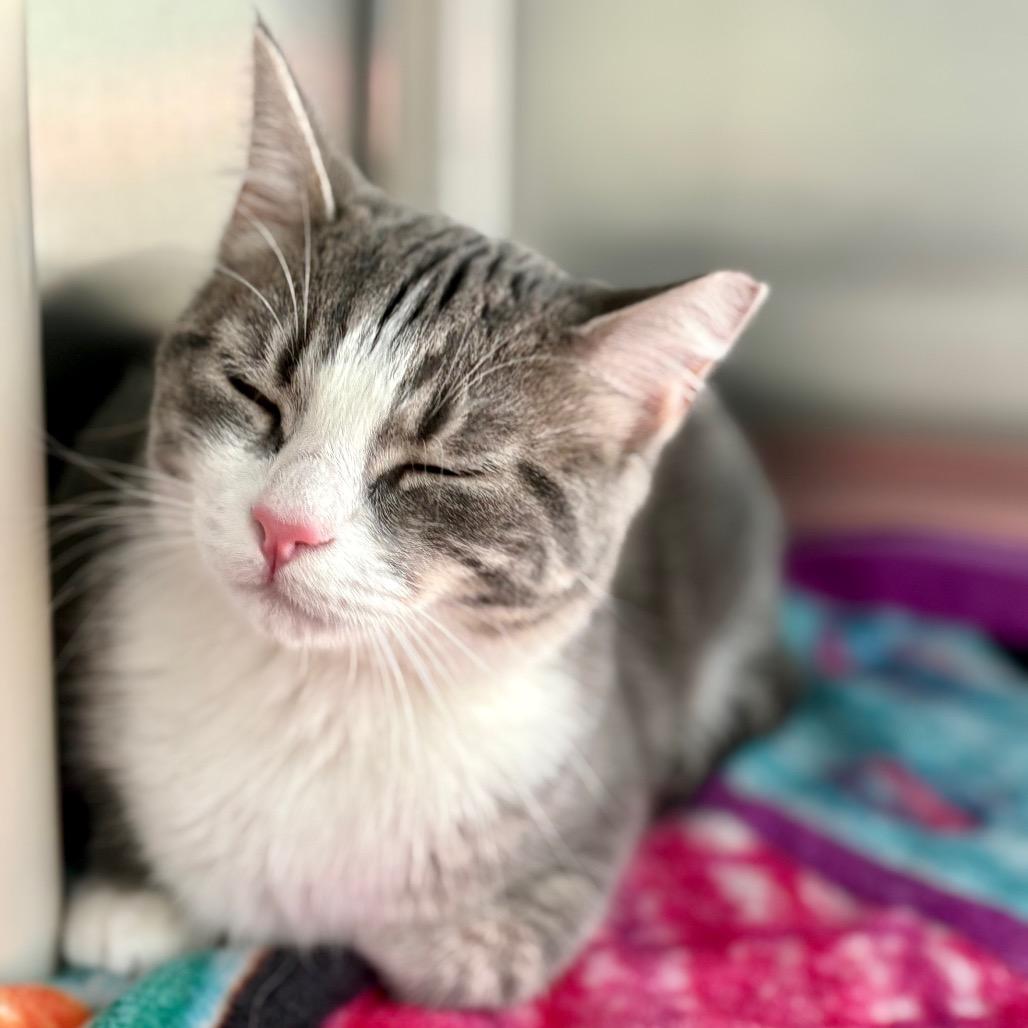 Enlarge Scout, a Adoptable Domestic Short Hair in New Fairfield, CT image 6/6