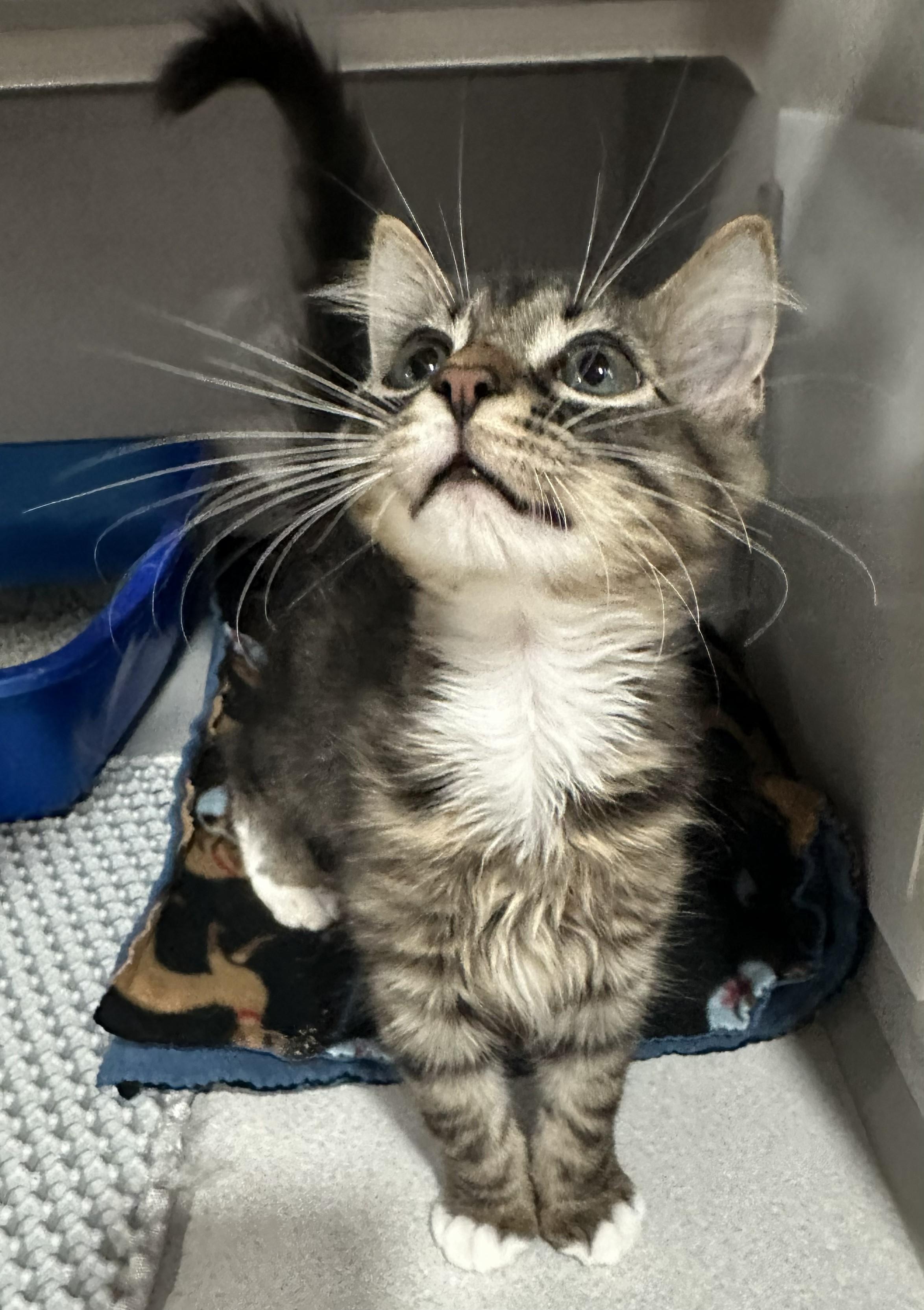 Stoney, adopted, Young Male Domestic Short Hair.