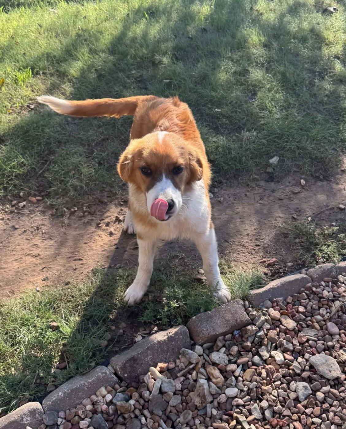 Enlarge Doris, a Adoption Pending mixed breed in Hutchinson, KS image 4/6