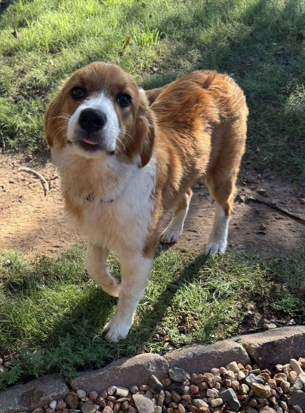 Enlarge Doris, a Adoption Pending mixed breed in Hutchinson, KS image 2/6