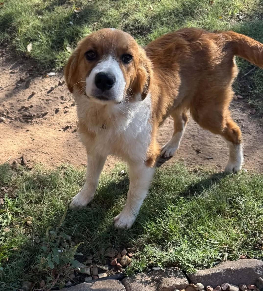 Enlarge Doris, a Adoption Pending mixed breed in Hutchinson, KS image 1/6