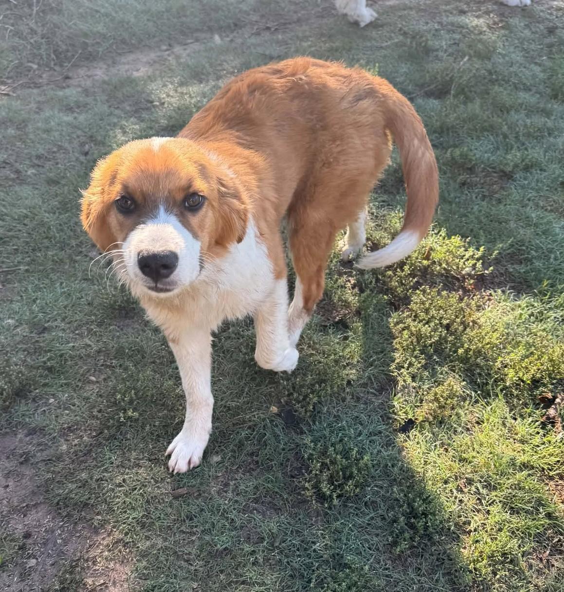 Enlarge Doris, a Adoption Pending mixed breed in Hutchinson, KS image 5/6