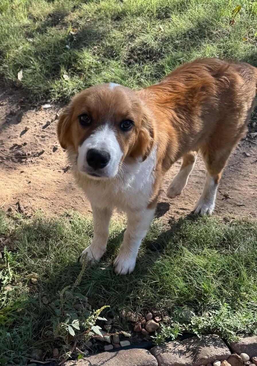 Enlarge Doris, a Adoption Pending mixed breed in Hutchinson, KS image 3/6
