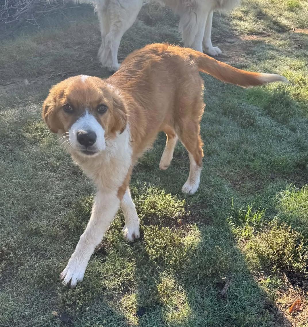 Enlarge Doris, a Adoption Pending mixed breed in Hutchinson, KS image 6/6