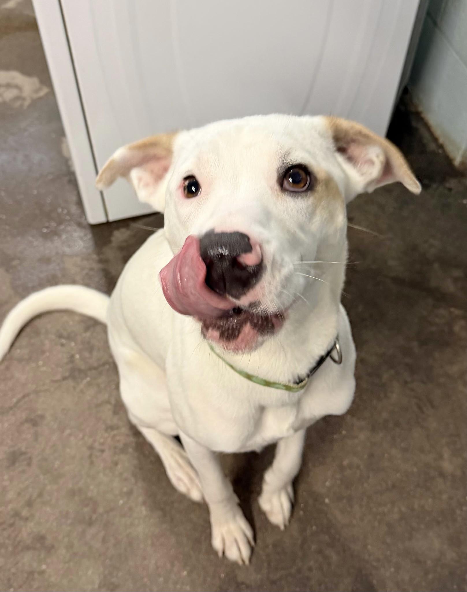 Simon 1, adopted, Adult Male Labrador Retriever.