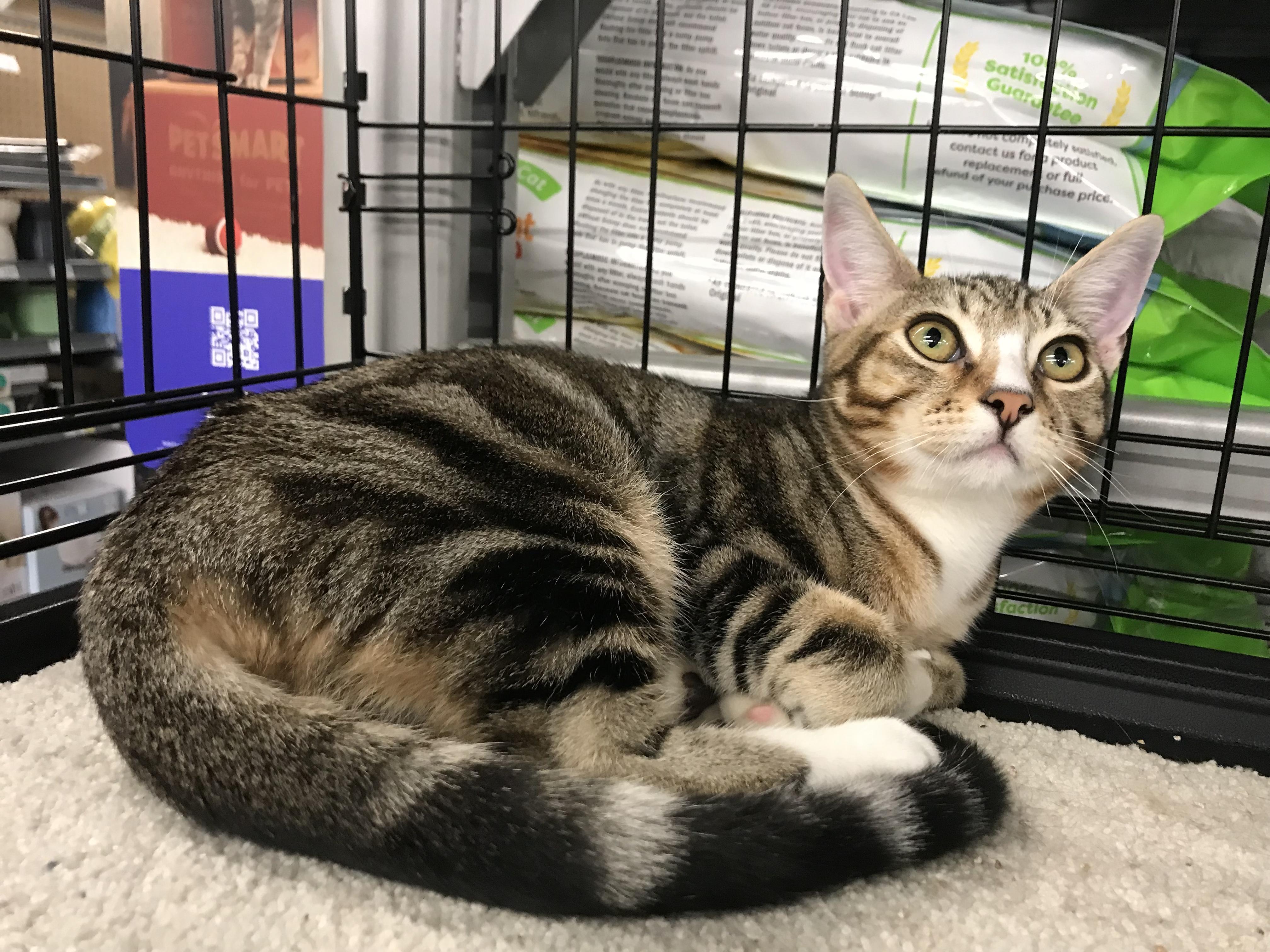 Domingo — thumbnail 2