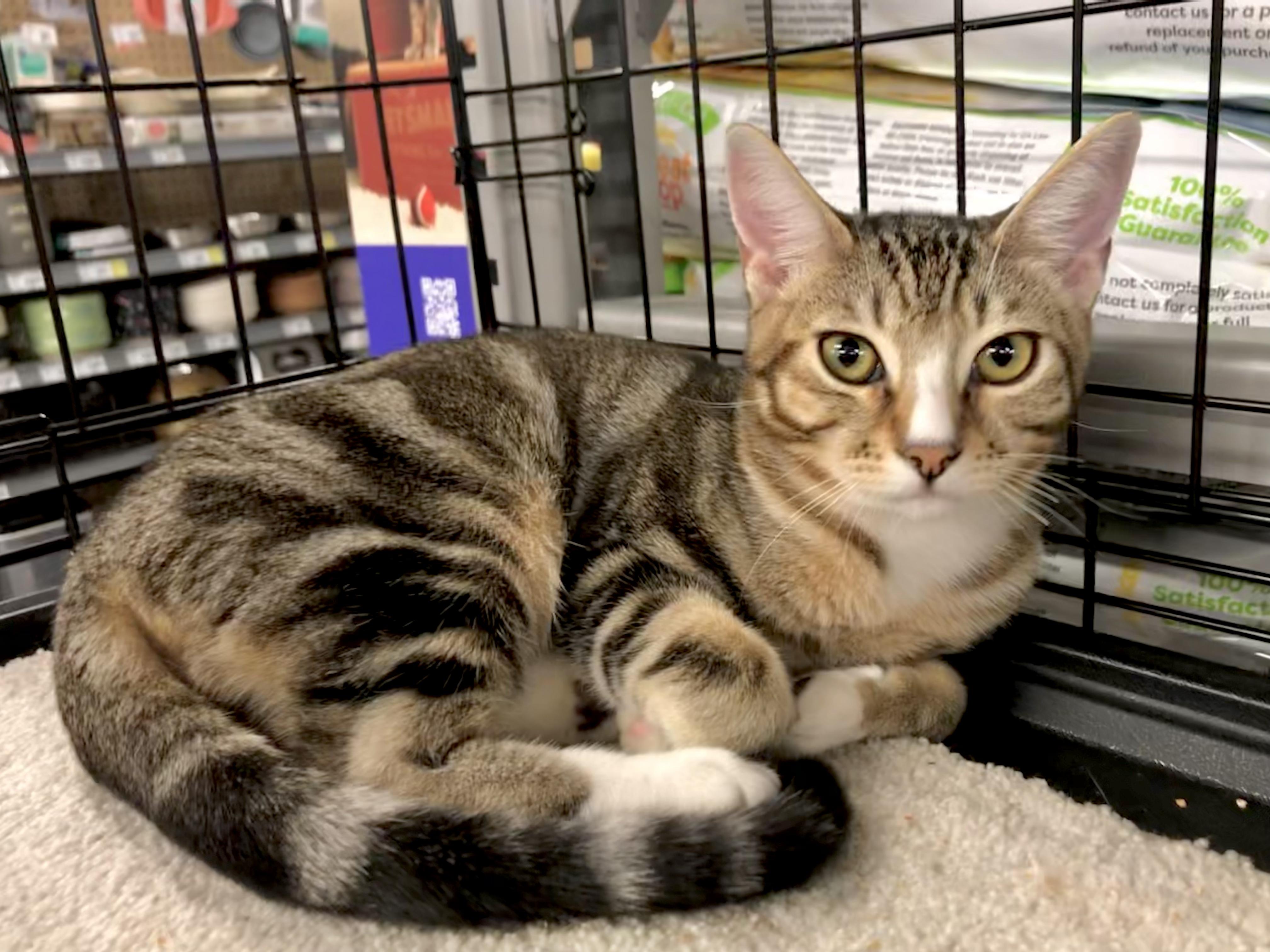 Domingo — thumbnail 4