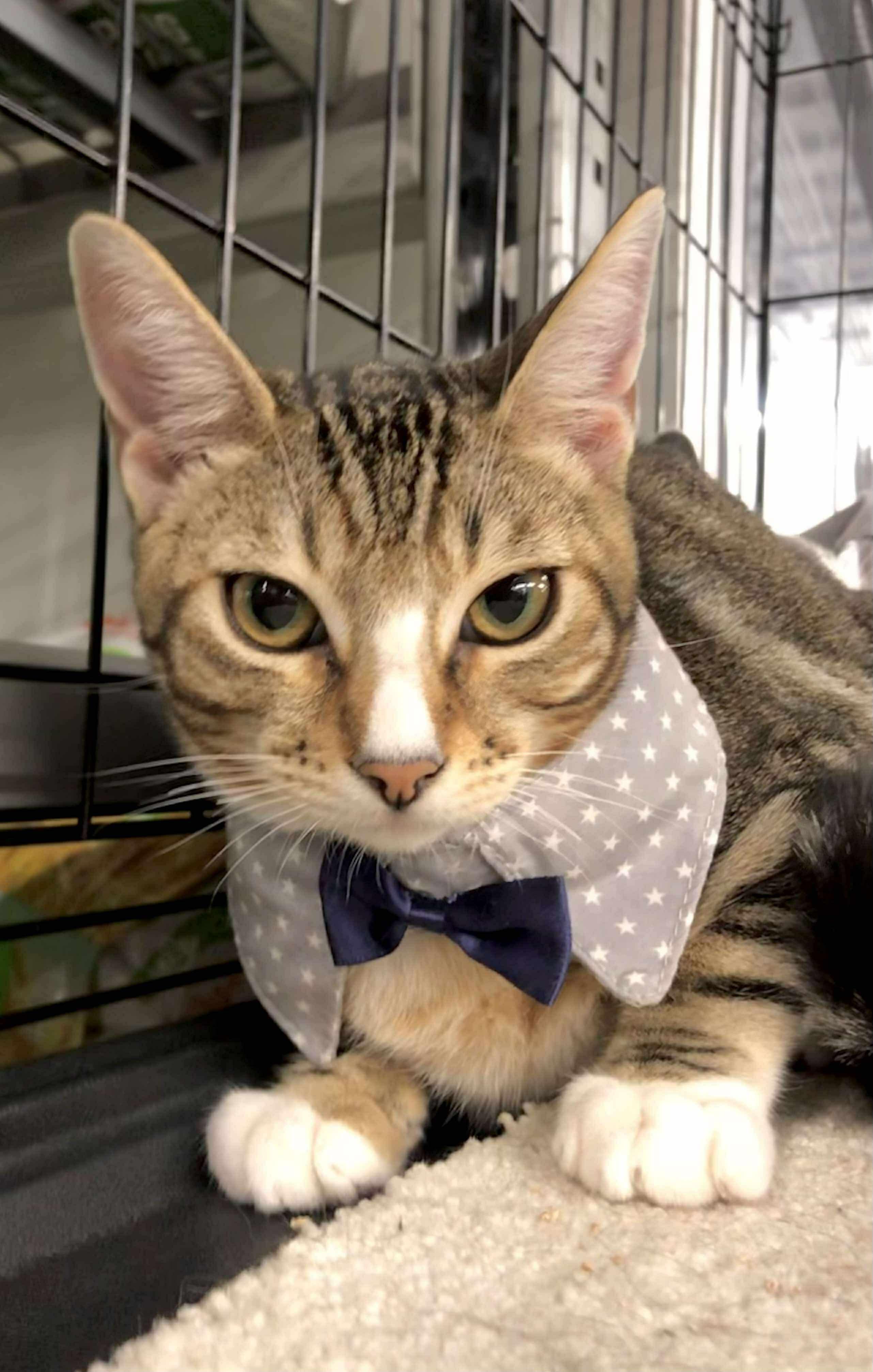 Domingo — thumbnail 5