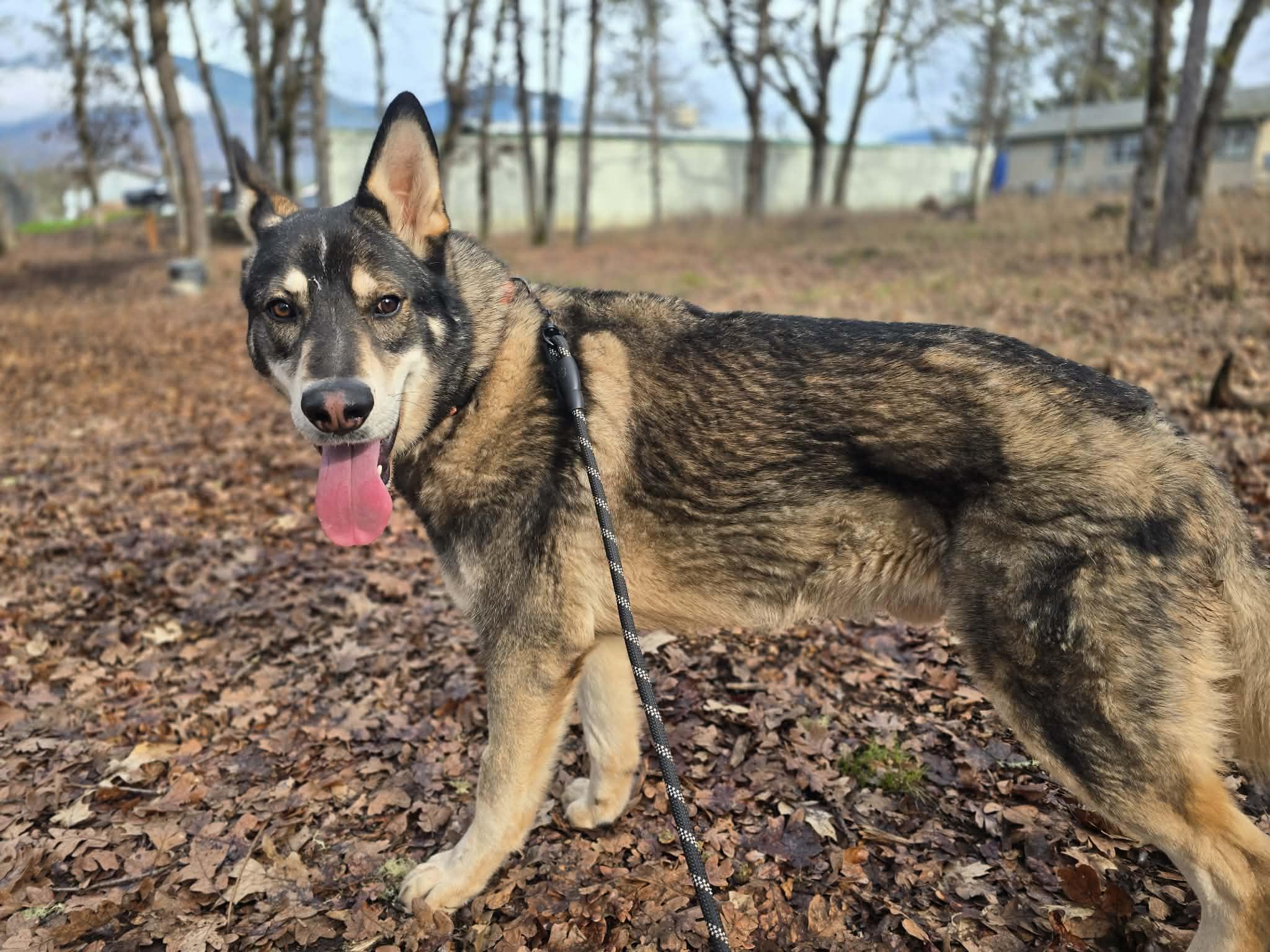 Ludo, an adoptable mixed breed in Grants Pass, OR image 5/6