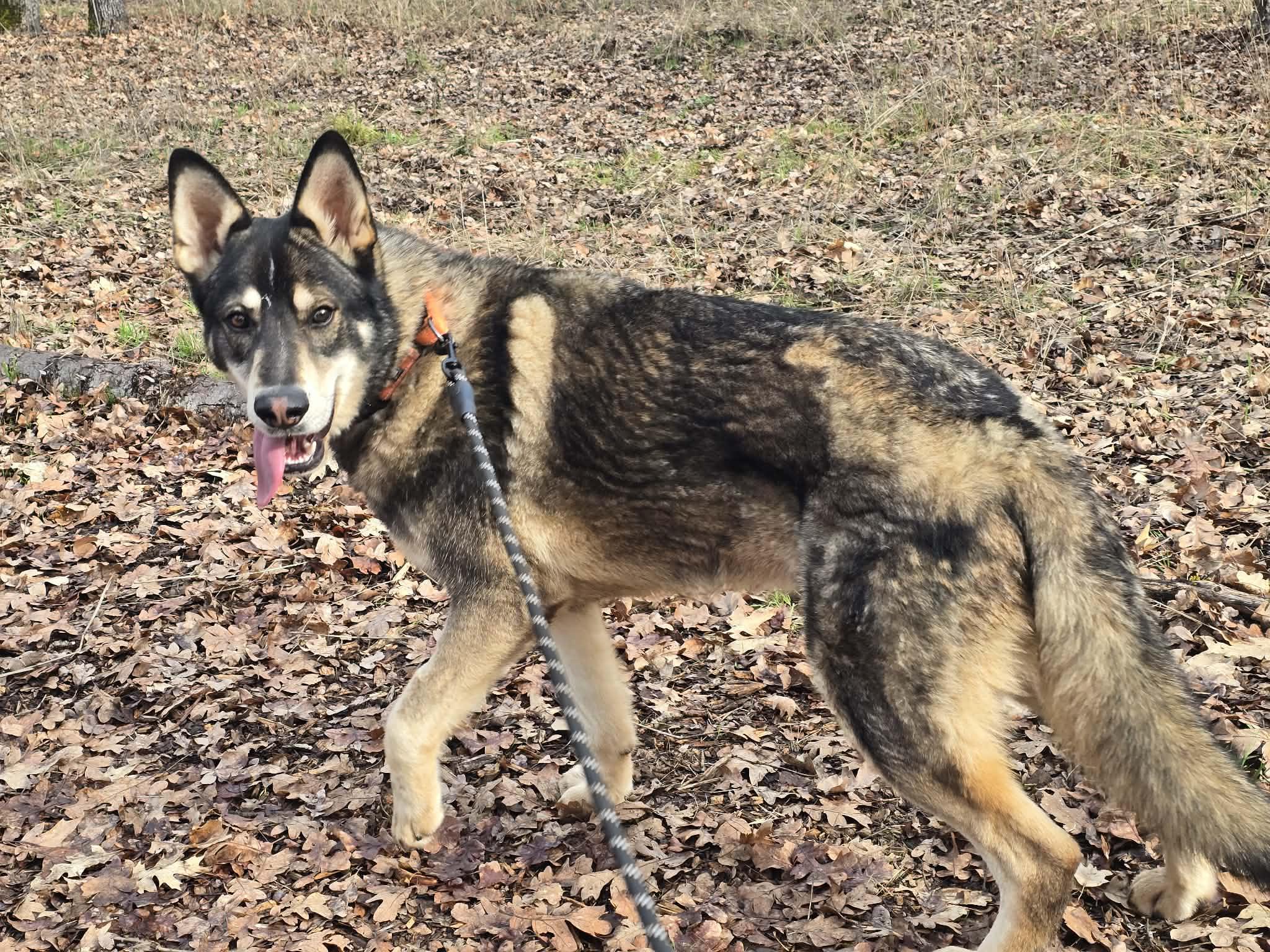 Ludo, an adoptable mixed breed in Grants Pass, OR image 3/6
