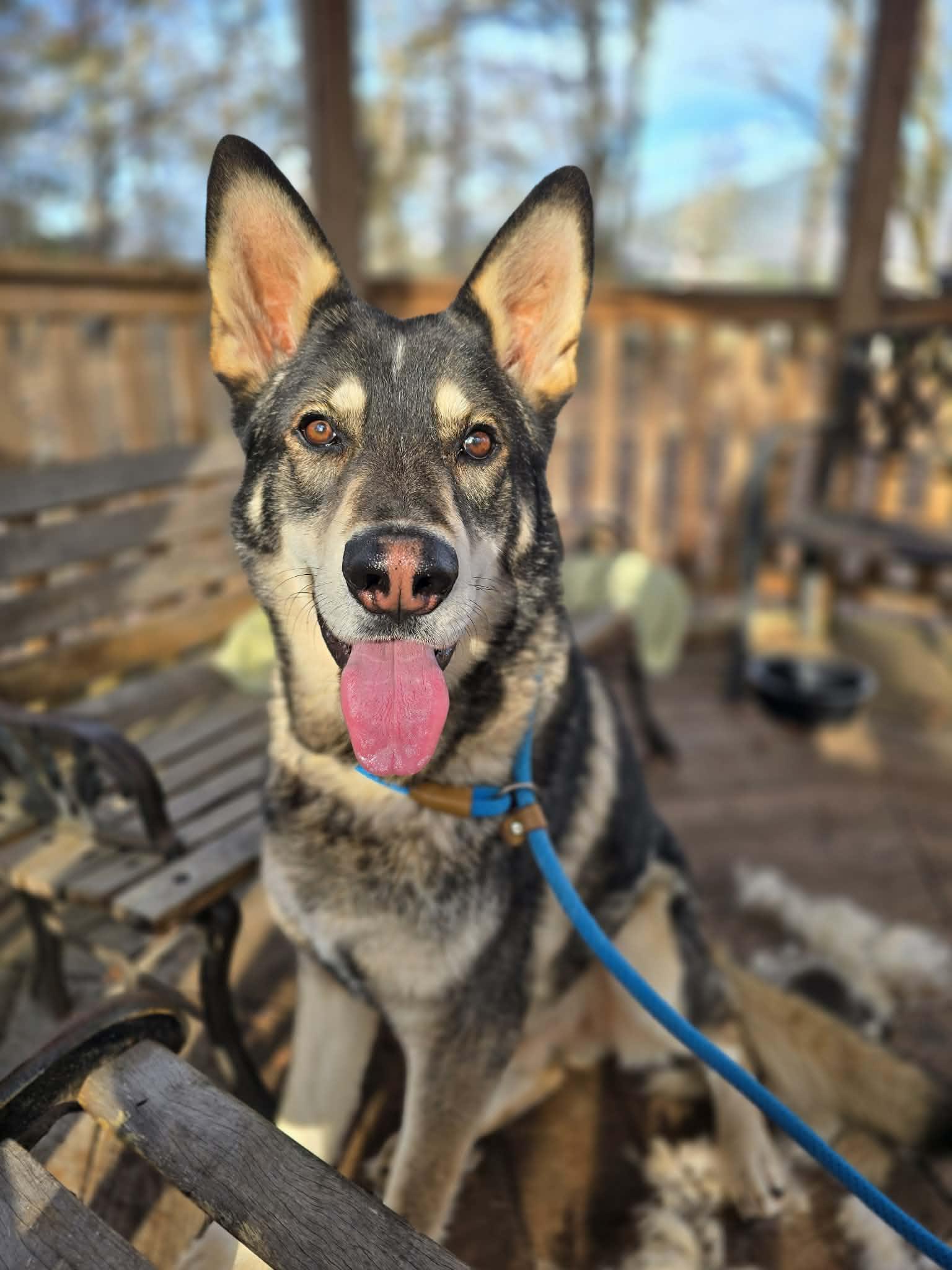Ludo, an adoptable mixed breed in Grants Pass, OR image 2/6