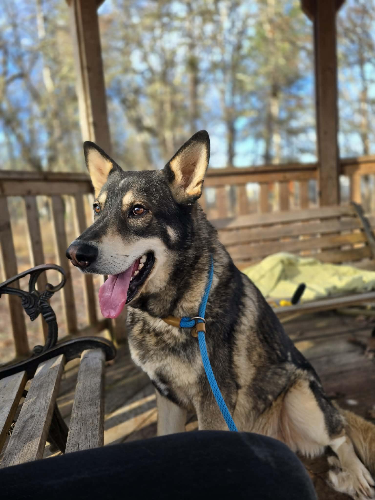 Ludo, an adoptable mixed breed in Grants Pass, OR image 4/6