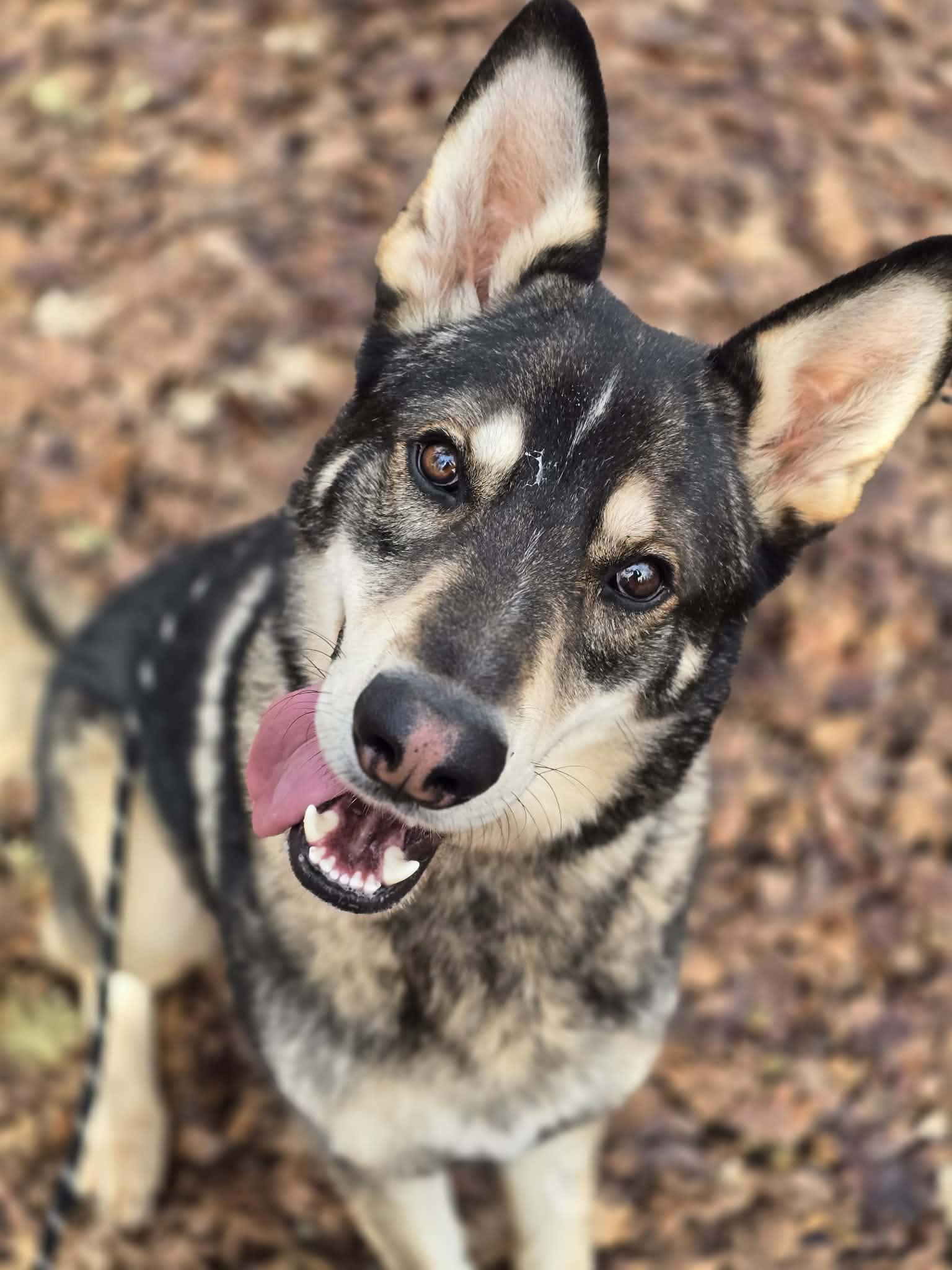 Ludo, adoptable, Adult Male Alaskan Malamute & German Shepherd Dog.