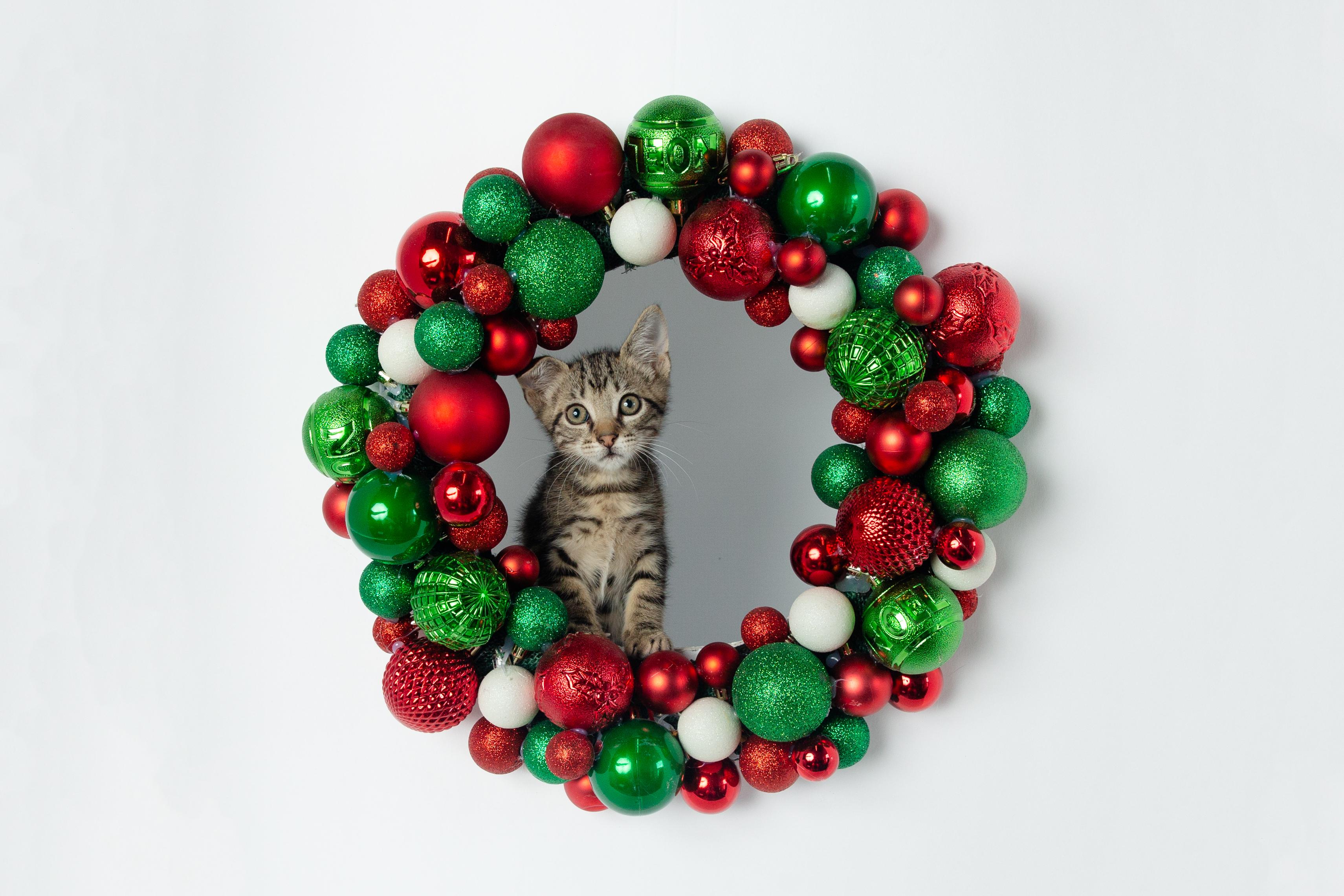 Enlarge Haagen, a ADOPTABLE mixed breed in Jefferson, LA image 3/5