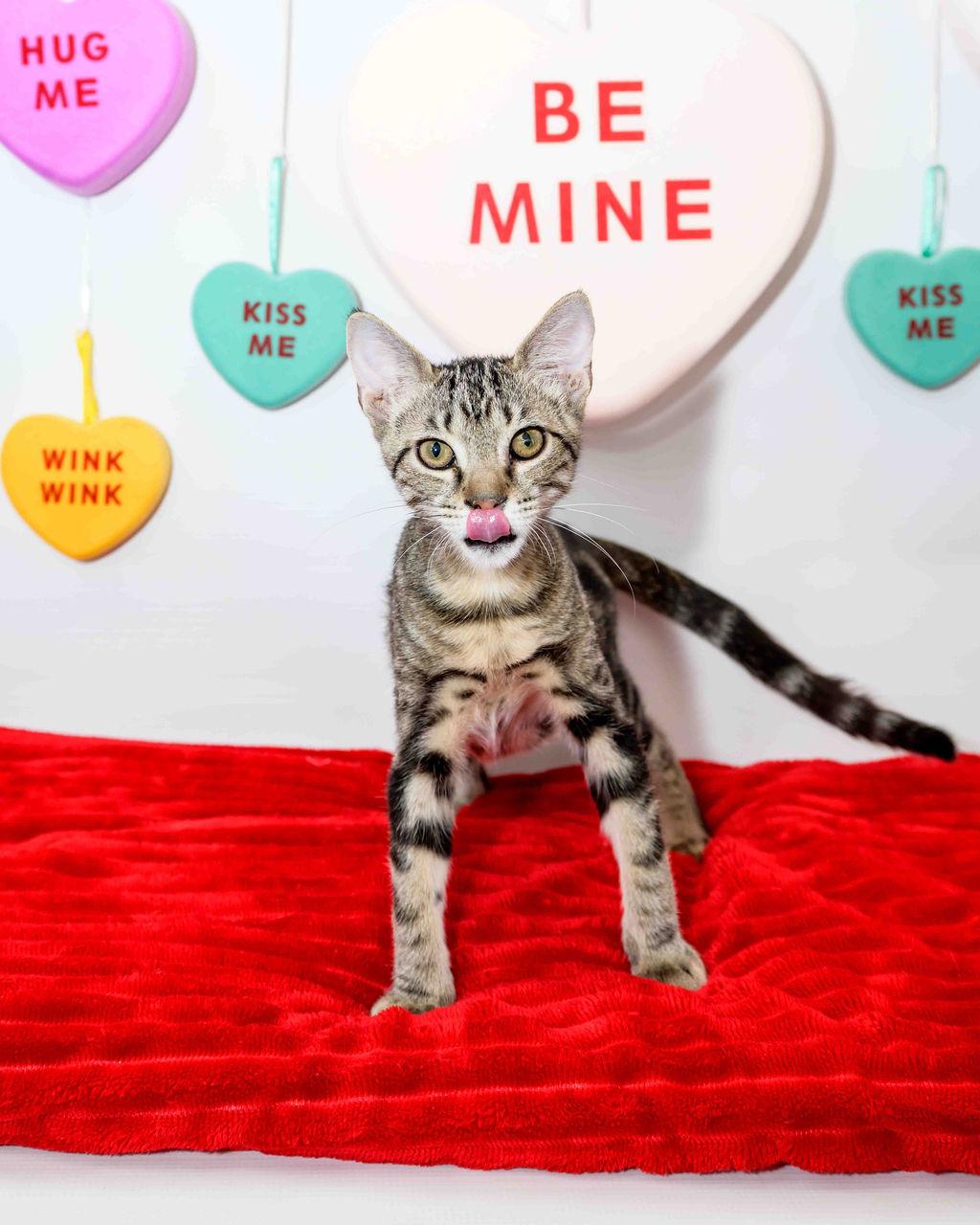 Enlarge Haagen, a ADOPTABLE mixed breed in Jefferson, LA image 1/5