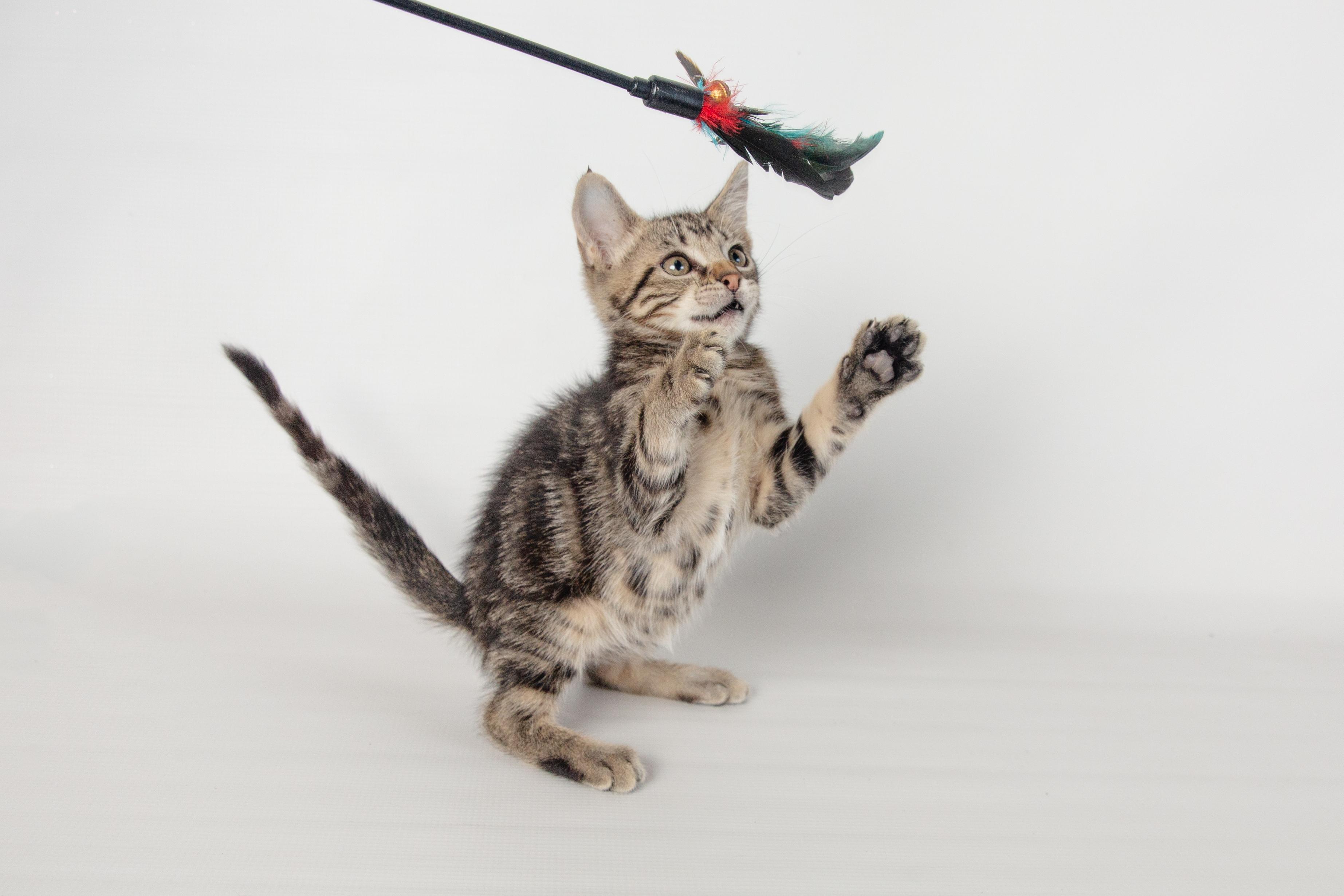 Enlarge Haagen, a ADOPTABLE mixed breed in Jefferson, LA image 5/5