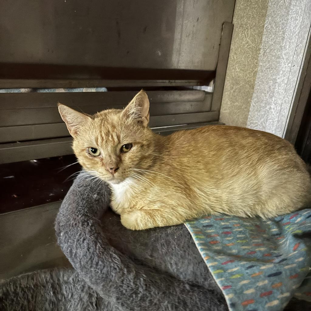 Kiwi, Adoptable, Adult Male Domestic Short Hair.